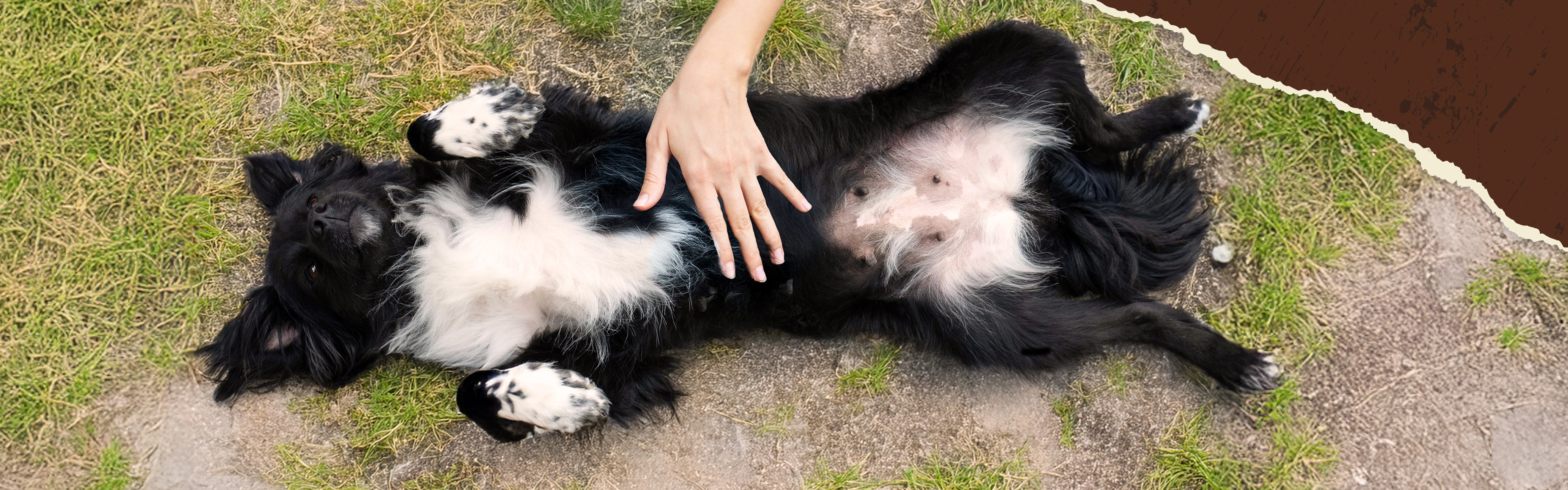 Hund liegt auf dem Boden und wird vom Besitzer am Bauch gestreichelt