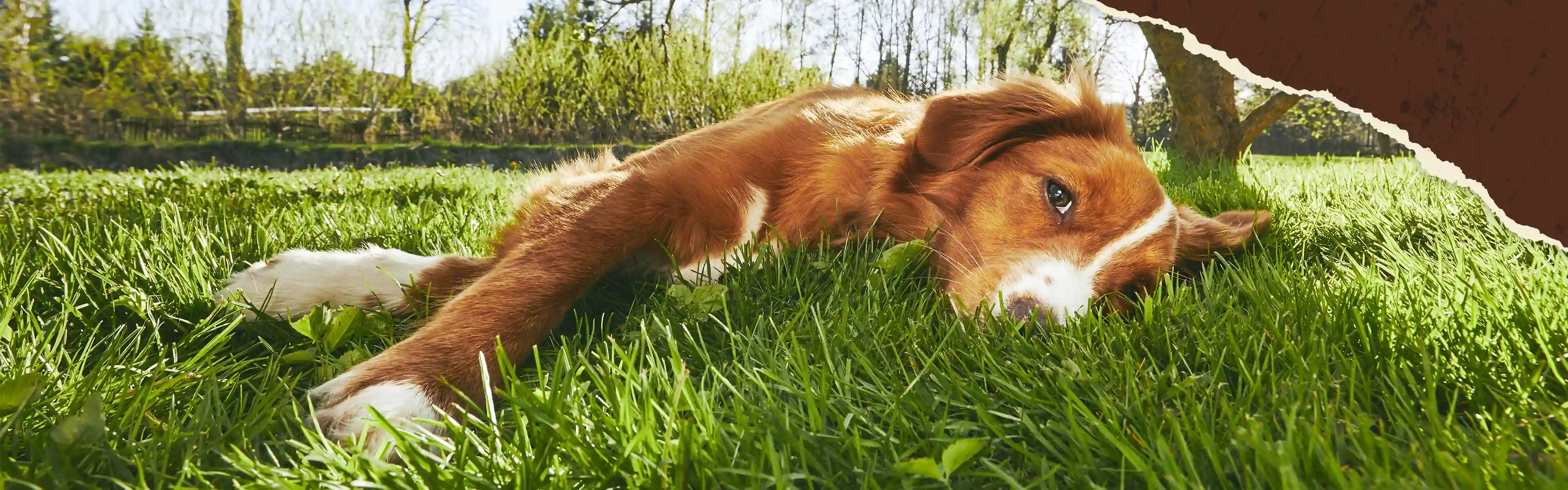 Ein Hund liegt auf einer grünen Wiese unter einem Baum