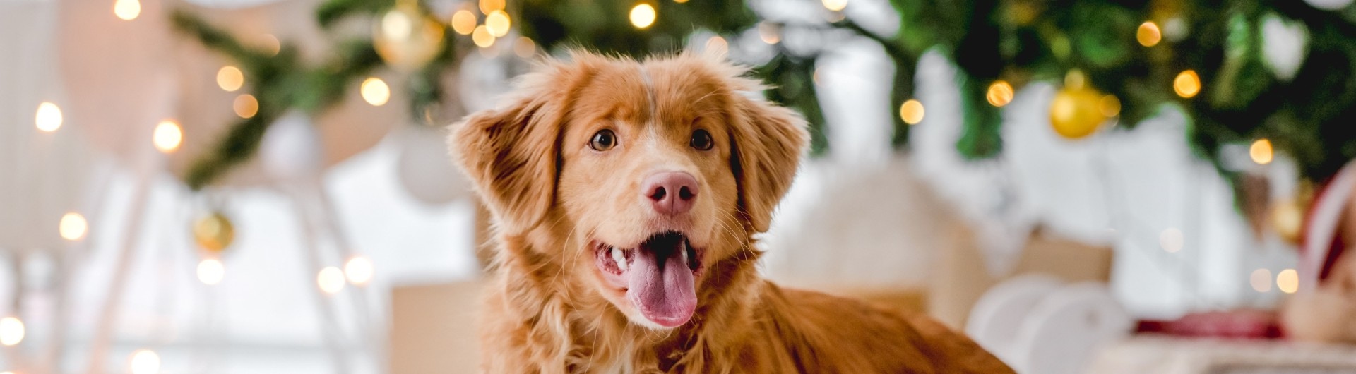 Weihnachten mit deinem Hund
