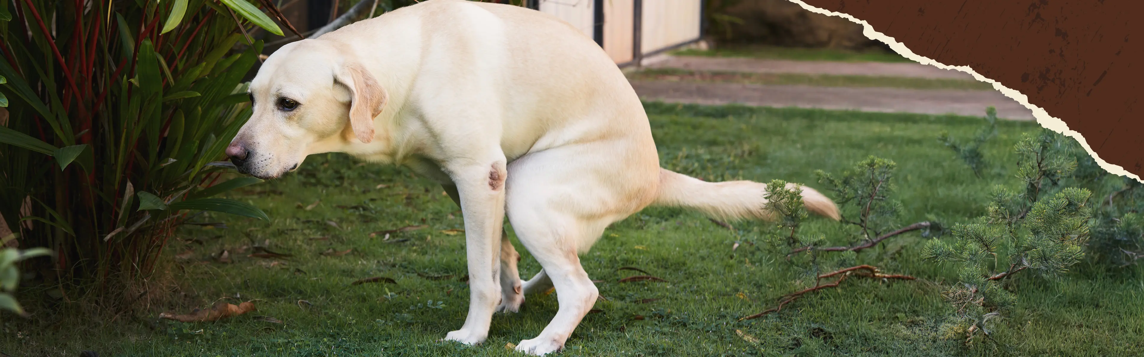 Ein Hund steht auf einer Wiese und macht sein großes Geschäft