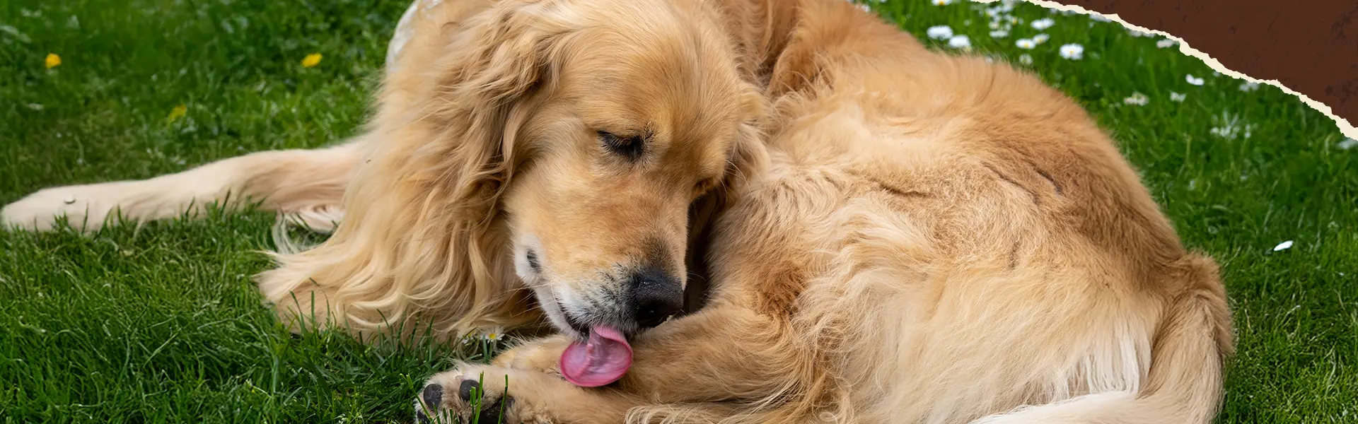 Ein Hund liegt auf dem Boden und schleckt sein Fell am hinteren Bein