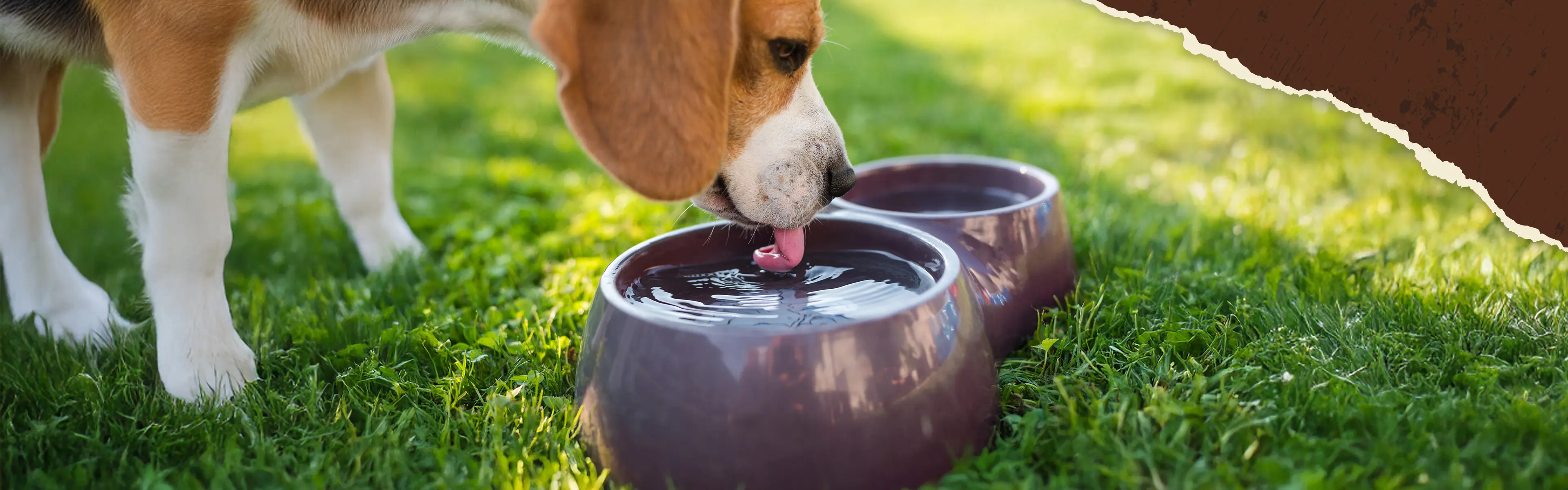 Hund beim Trinken aus einem Wassernapf