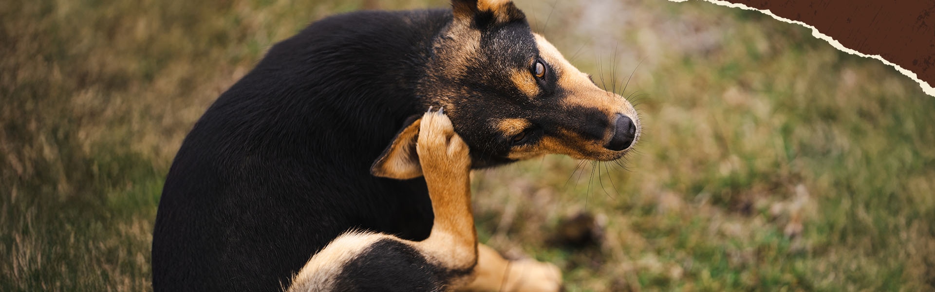 Hund beim Kratzen - passender Magazinartikel "Grasmilben beim Hund"