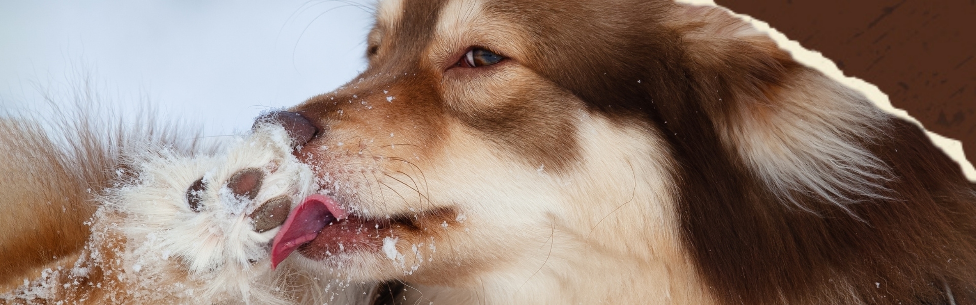 Hund liegt im Schnee auf den Boden und schleckt sich seine Pfoten