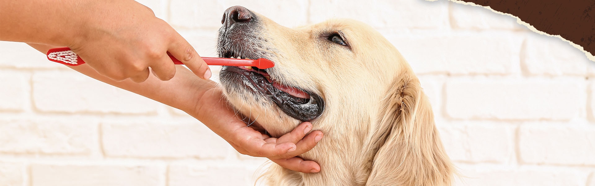 Zahnpflege beim Hund. Ein Hundbesitzer putzt mit einer Zahnbürste die Zähne von seinem Hund.