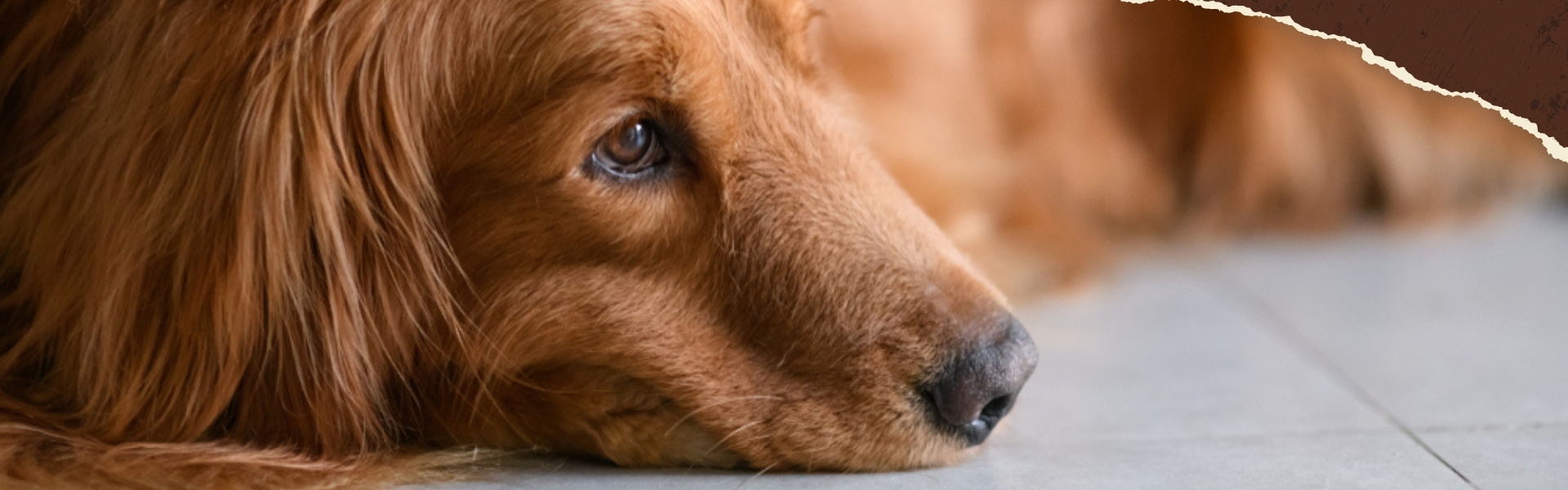 Hund liegt entspannt auf dem Boden daheim