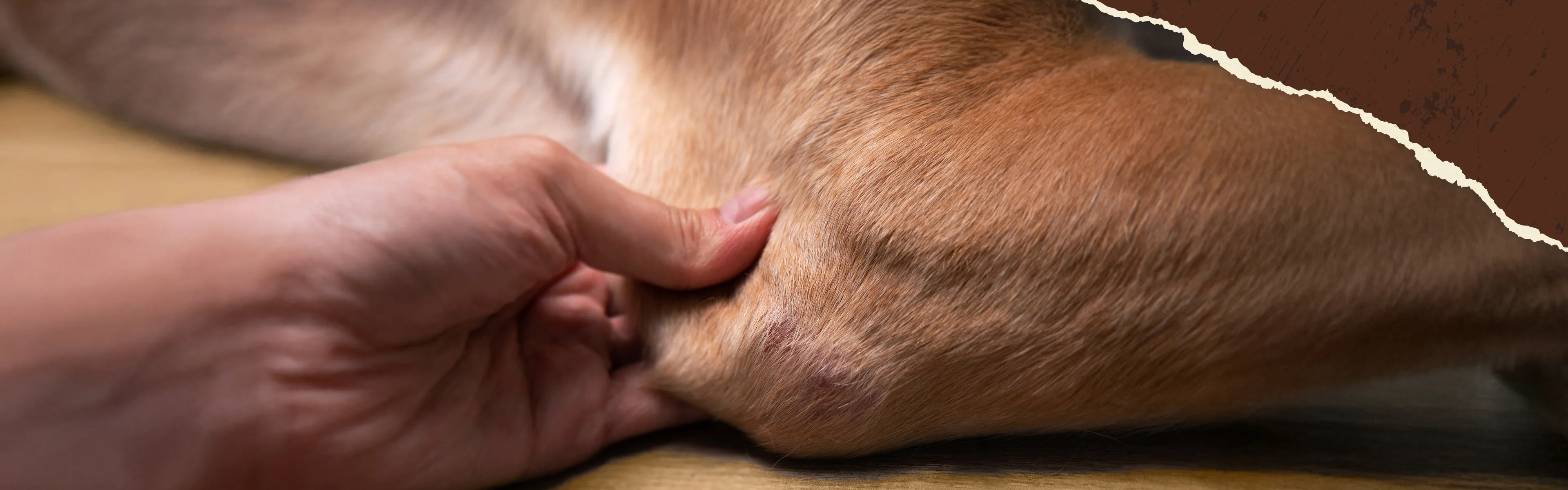 Kleiner Hund auf einer Wiese in den Bergen