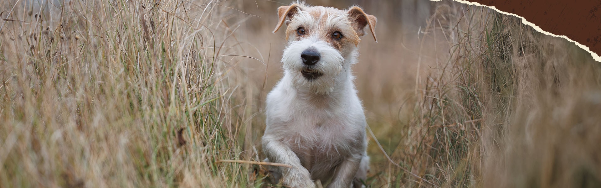 Grannen-Gefahr für Hunde, erfahre mehr darüber im Magazinartikel