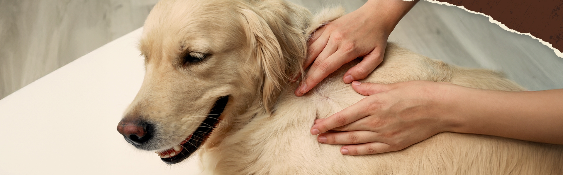 Zecken beim Hund
