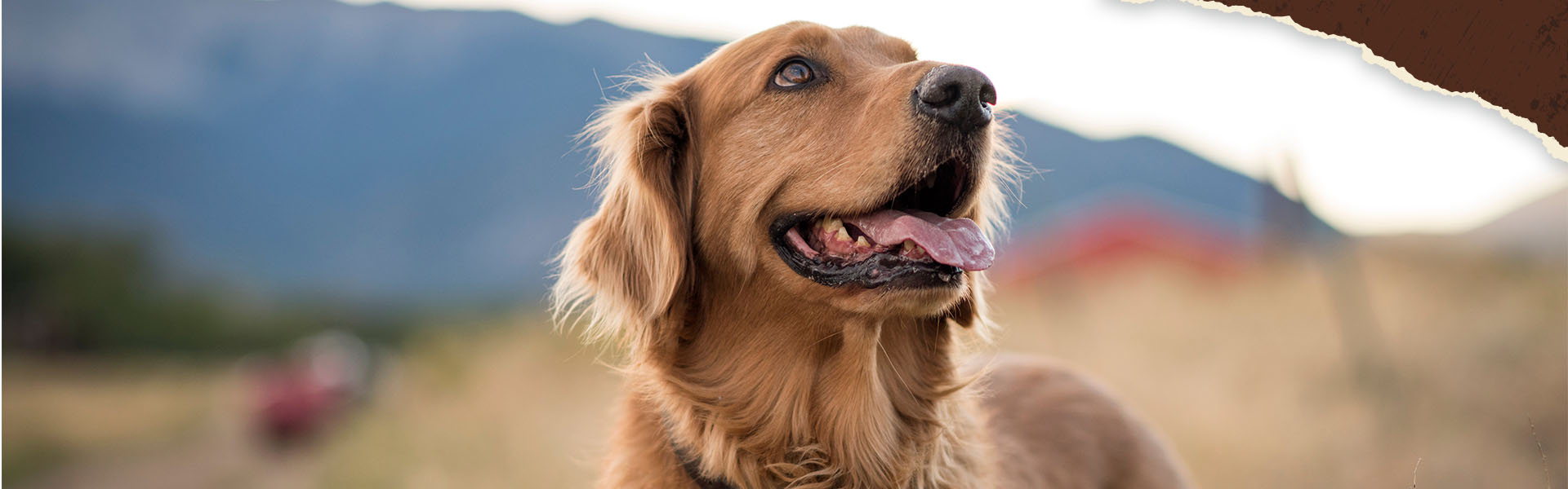 Durchfall beim Hund