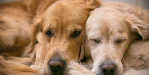 Schlafende Hunde